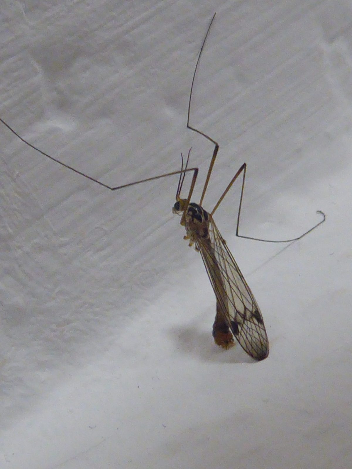 12.6.2022 bis 23. 6. Weeze (195)