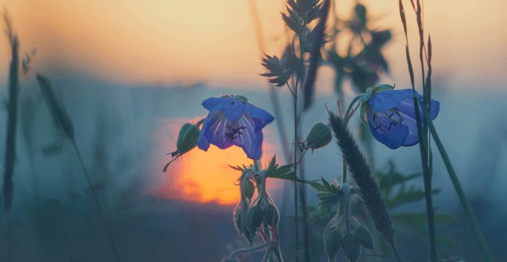 Gedichte für den Sommer
