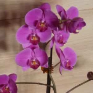 Profilbild von Swytty