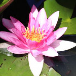 Profile photo of Seemich