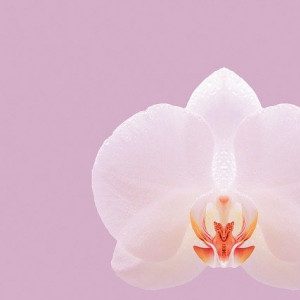 Profilbild von EllaOrchidee