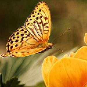 Profile photo of Hannelore05