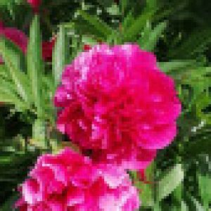 Profilbild von Ranunkel