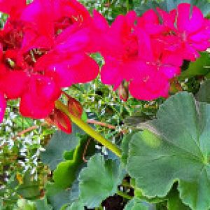 Profile photo of Gretgart