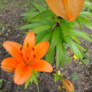 Profilbild von Emmie09