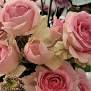 Profile photo of Betti