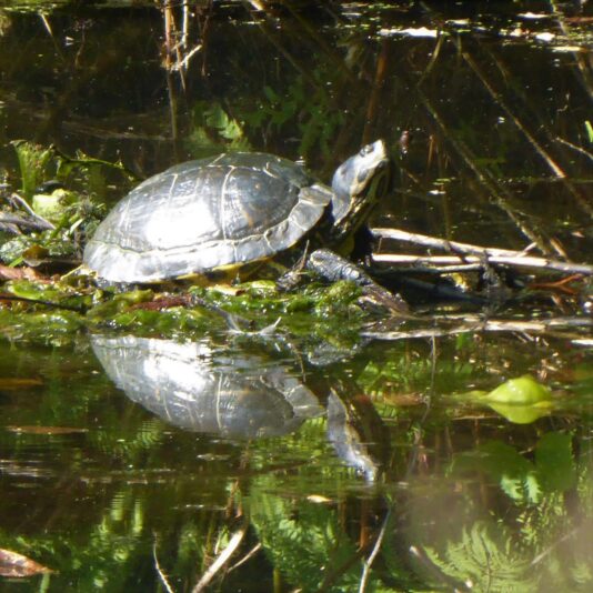 2022-08-13 Ohlsdorfer Schildkröte (3)