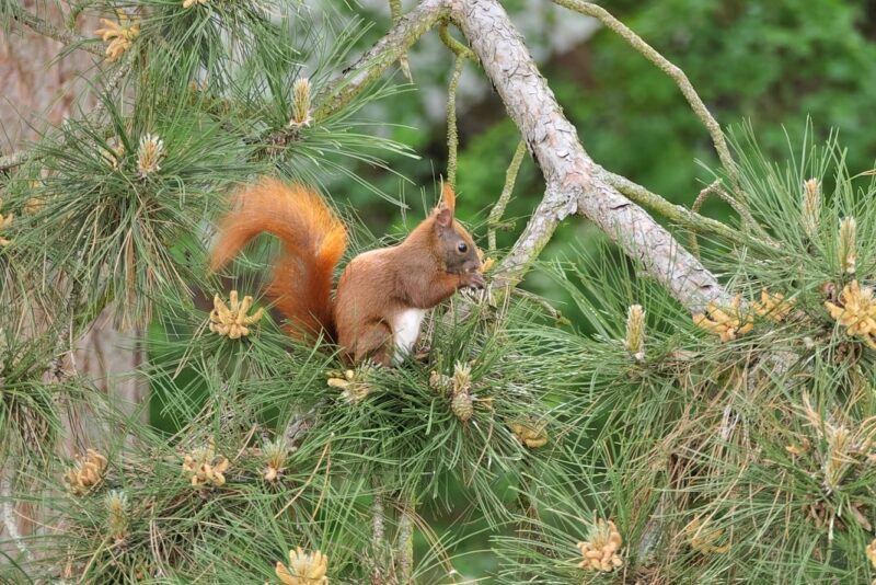 Eichhörnchen (1)