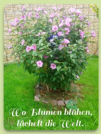 IMG_4889.JPG wo Blumen blühen