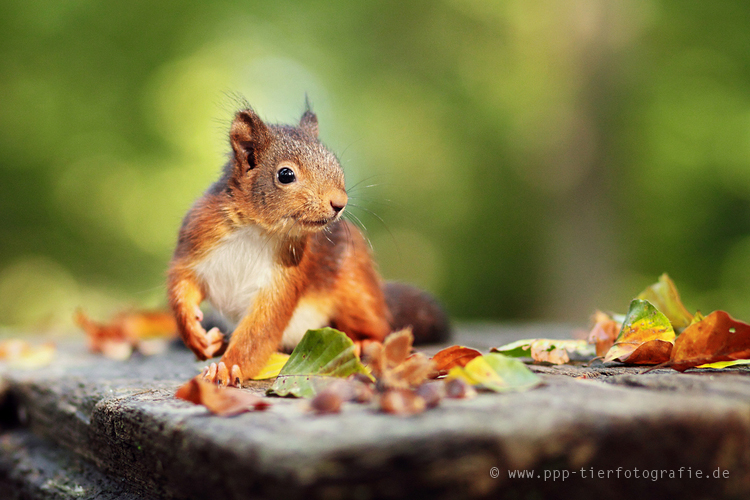 eichhoernchen-im-herbst-4f3fd54e-ea3f-483a-b7a1-51fe74250821