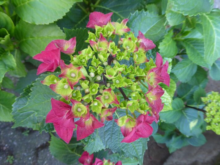 12.6.2022 bis 23. 6. Weeze (173)