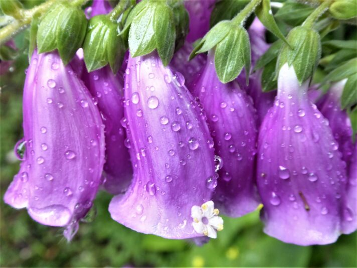 2022-06-27 Fingerhut (3)