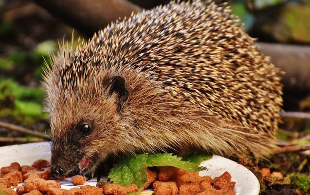 Igel-6.10.-1