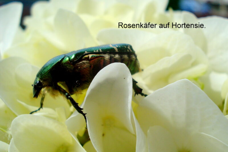 Rosenkäfer auf Hortensie.