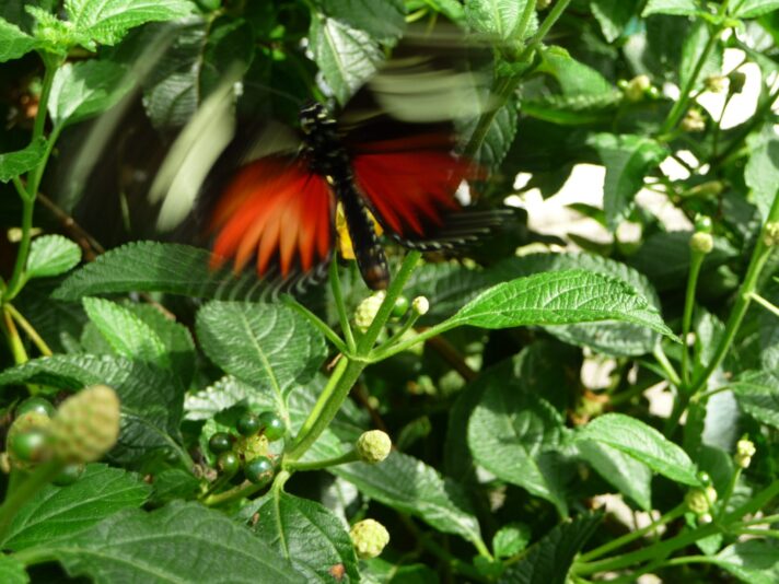 2013 10 12 Schmetterlinge (129)