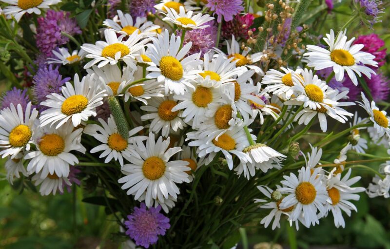 romashki-klever-leto-buket