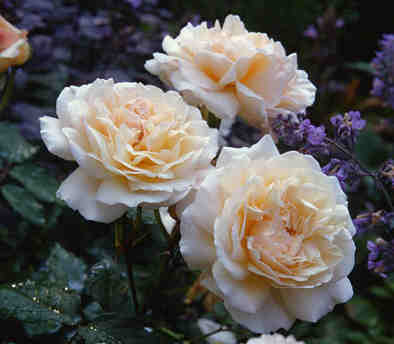 Rose Gruß an Aachen