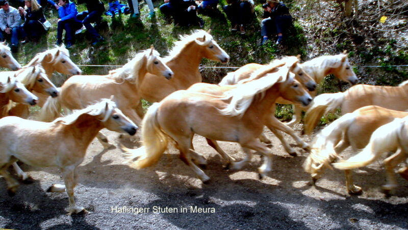 Haflingerr Stuten in Meura