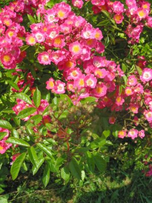 26.6.2005 Mozartröslein... Romy jährl.z. Geburtstag...