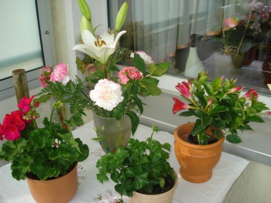 DSC06440