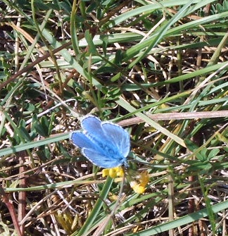 MEDION DIGITAL CAMERA