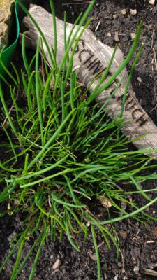 IMG_20190318_124612090