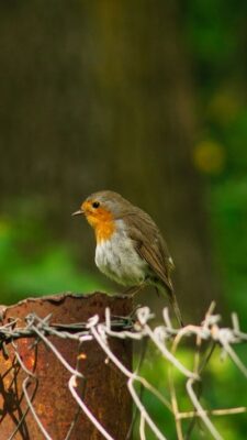 free-photo-of-vogel-tier-tierwelt-rotkehlchen