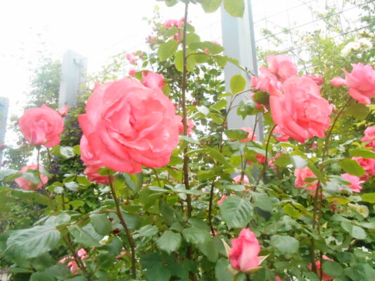 DSCN1128