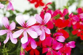 images (15)