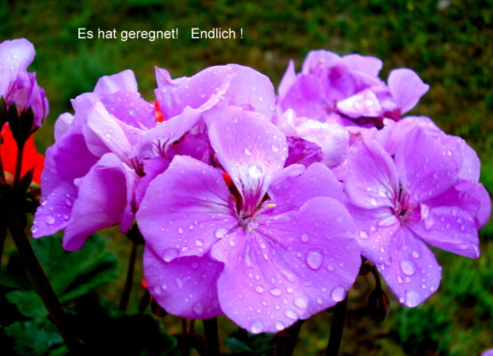 Es hat geregnet!   Endlich !