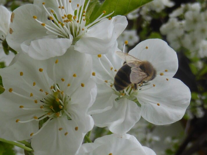Kirschblüten 2015(3)