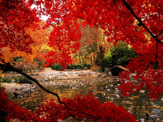 herbst-natur-rote-ahorn-hintergrundbild