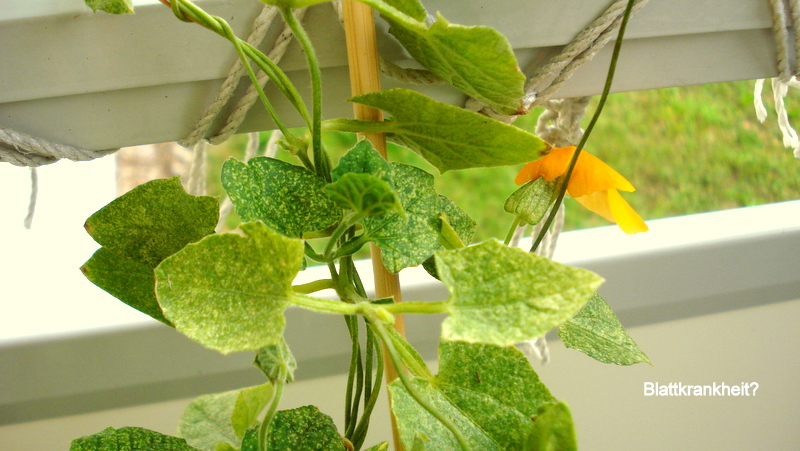 Blattkrankheit?