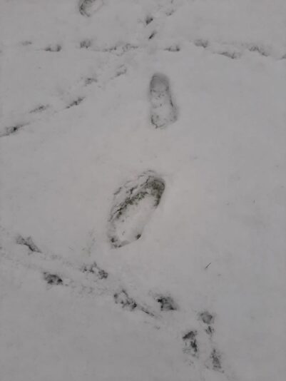 IMG-20210117-WA0000