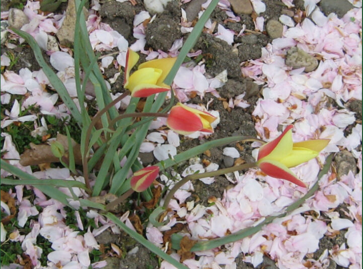 Tulpen neu
