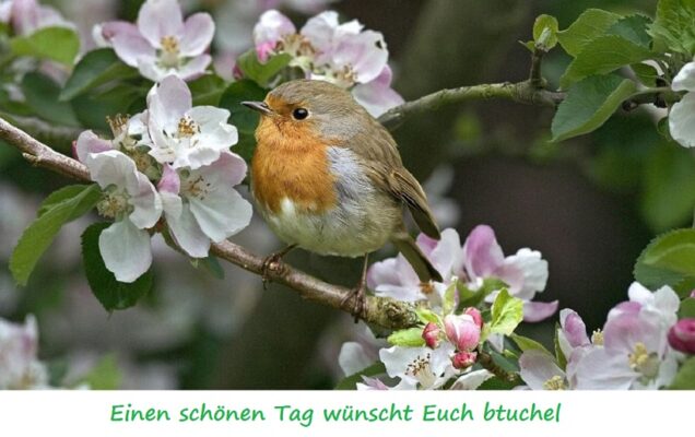 Vogel_in_Blten