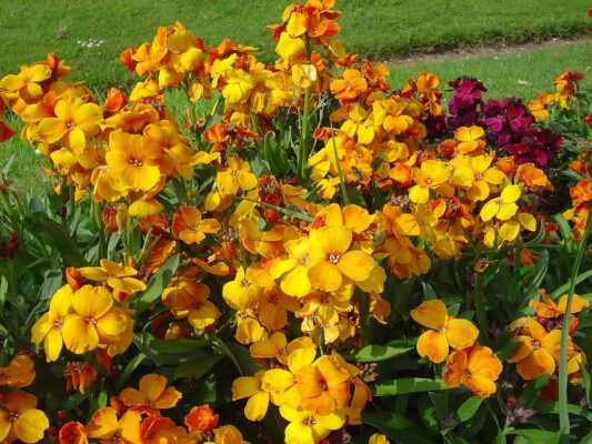 1024px-Cheiranthus_cheiri_L_orange_bedder_dsc00963