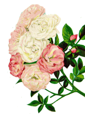 roses-clipart-2472235_640