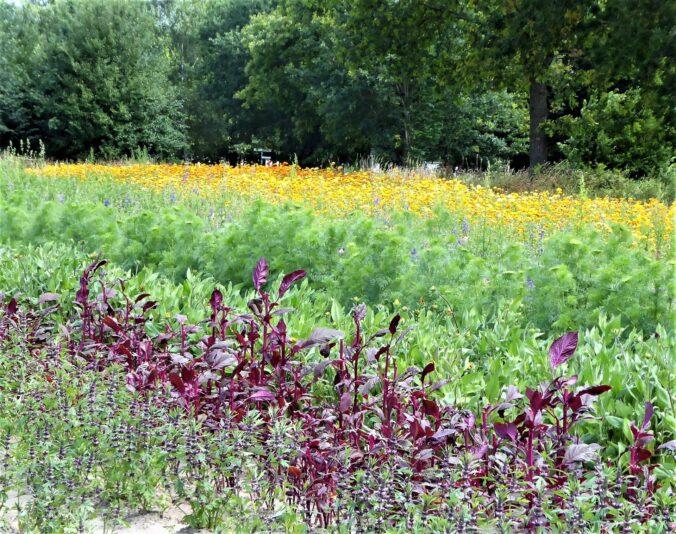 2022-07-10 blumenpflücken Wulksfelde (2)