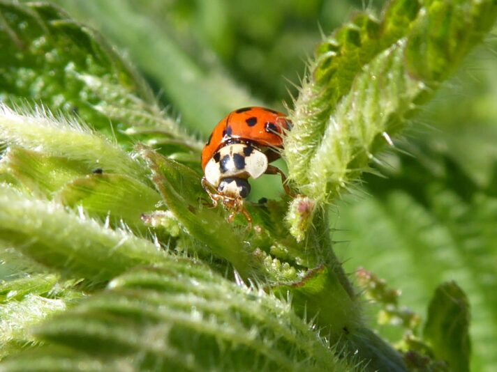 26.5.2020 Marienkäfer Brennesseln (107)