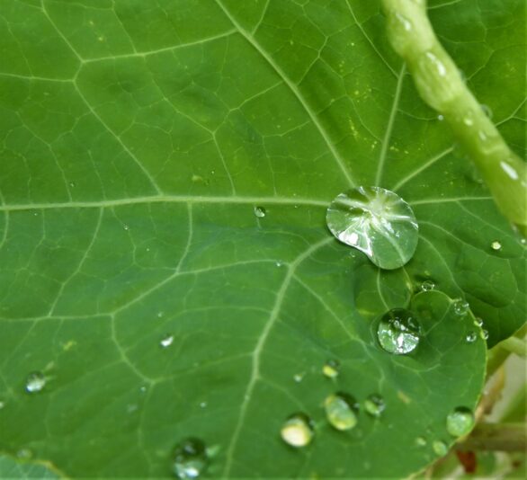 2022-08-05 Tropfen (2)