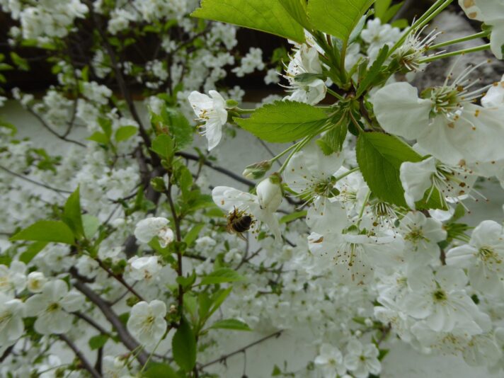 Kirschblüten 2015(4)