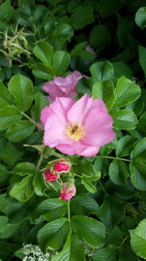 20220610 Schwimmoper (109)