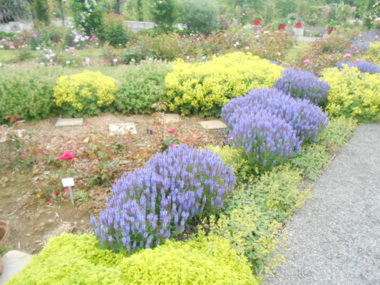 DSCN1137