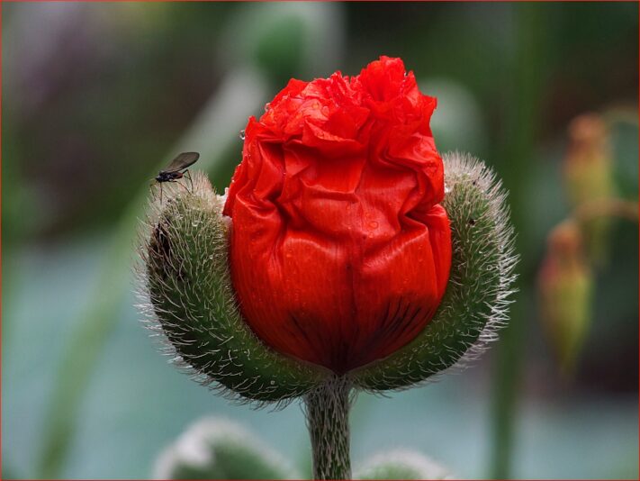 mohn-rot-7d05737f-087d-43d1-b5ac-bb7fa5a71637