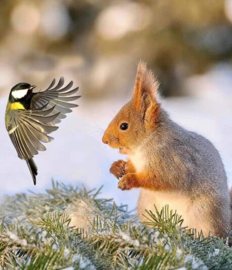 149062362_454248478947765_1644239436256098237_n