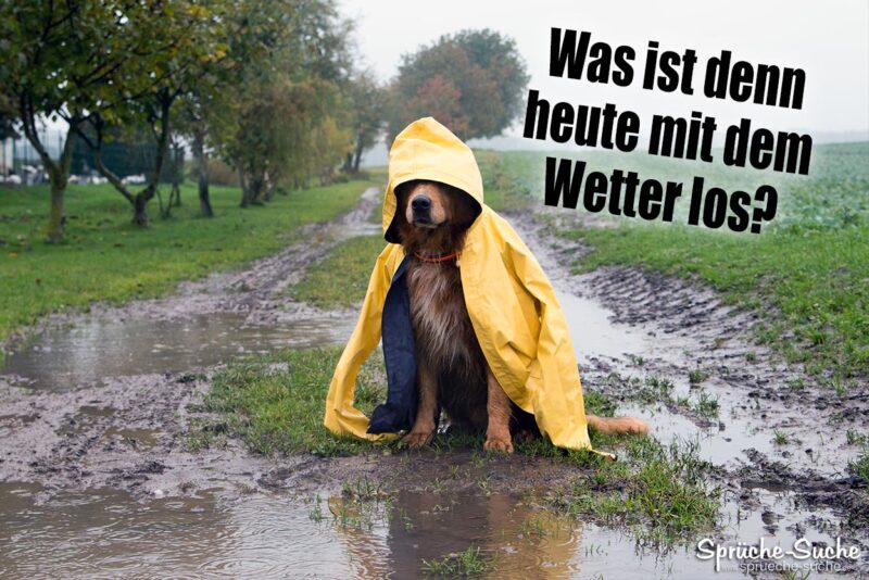 regen-schlechtes-wetter-spruch-mit-hund