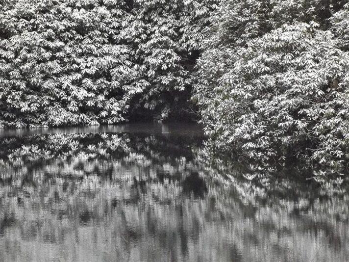 2013- 02-08 schneebepuderte rhododendren