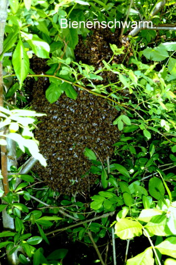 Bienenschwarm am Parkplatz.