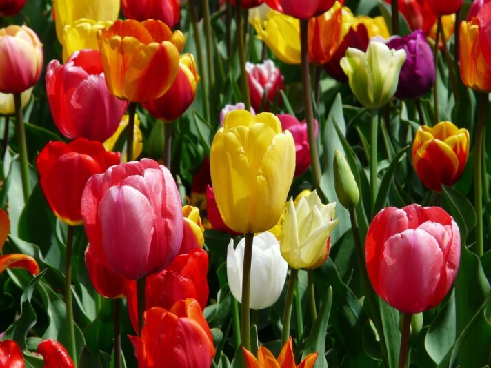 tulips-47400_1280 (2)